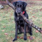 Cutest dog holding big stick