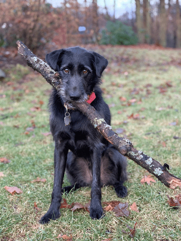 Cutest Dog Holding big stick