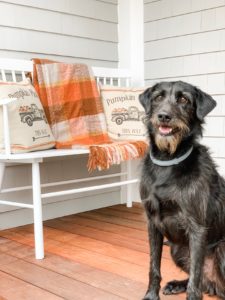 cute dog standing next to a white bench with fall pillows and a blanket