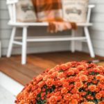 Orange mums with a bench in the background