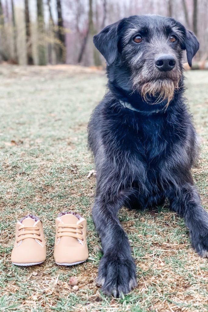 dog with baby shoes, pregnancy announcement